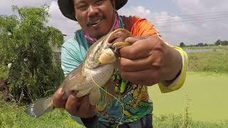 3 สหาย ตลุยปลาช่อน นครนายก very good 