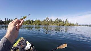 Hunting Lake Tapps Tiger Muskie! Ep.1