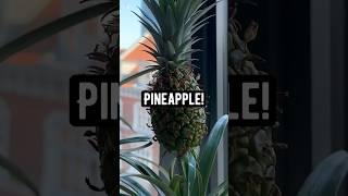 How to Make the Tops of Pineapples Grow a New Pineapple | creative explained