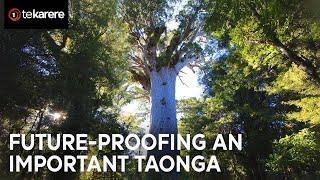 Waipoua Forest revitalization: Tāne Mahuta walk closes for upgrade