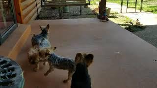 4 of our Yorkies barking