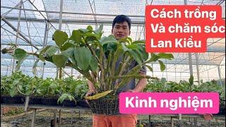 Cách trồng và chăm sóc hoa lan kiều . Tất cả tại đây . Hoa Lan Nguyễn Tâm. Kiều Vuông Lộc Bắc.