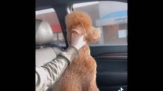Funny dog haircut fails