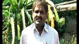 Success story on Dragon Fruit farming in Visakha Agency - Express Tv