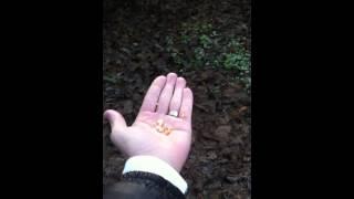 Chickadee eating from my hand in Stanely Park