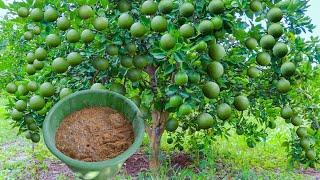 Es exagerada la Cosecha de Limón que se Obtiene al Aplicar este Abono