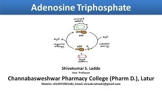 05_Adenosine Triphosphate (ATP) and Cyclic Adenosine Monophosphate (cAMP)