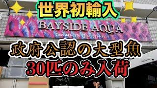 政府公認世界初輸入　サイテス１の激レア魚種！歴史的偉業タイ便タイガーバルブ30匹正式輸入　Probarbus jullieni『ベイサイドアクア』　巨大ダトニオ　フォーバータイガー