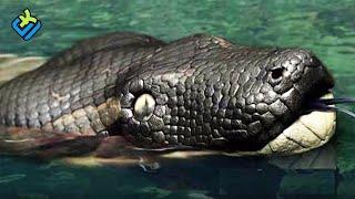 this is the largest snake in the world ever found, humans can eat a crocodile in one taste