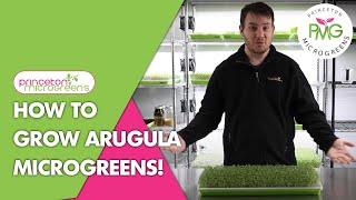 How to grow Arugula Microgreens