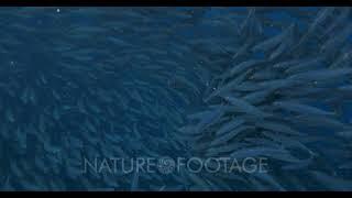 school of mackerels feeding on a shoal of snipefish