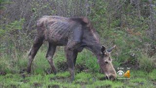 Winter Ticks Making Colorado Moose Weak & Sick