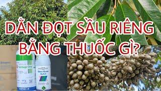 Cách "Dằn Đọt" cho Sầu Riêng mang bông bằng thuốc gì đỡ CHÁY LÁ, HẠN CHẾ ĐI ĐỌT.