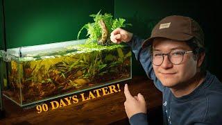 The Rasbora River Scape (90 Days Later) | Retinting the Water!