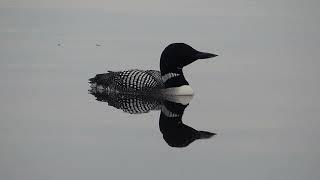 Common Loon Wail