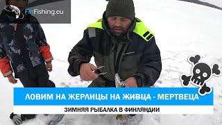 Рыбалка на зимние жерлицы на МЁРТВОГО живца. Новый закон с 2024 на живого ловить нельзя. Финляндия