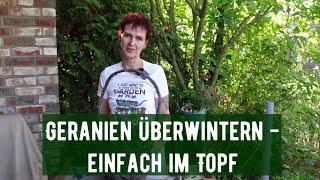 Geranien überwintern - einfach im Topf