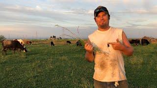 Grazing Strategies and Pasture Management for any Size Ranch!