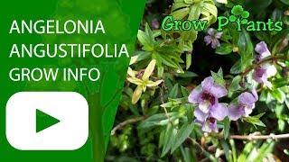 Angelonia angustifolia - grow & care (Angelonia angelface)