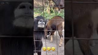 Джавид: В Мире Зоопарка