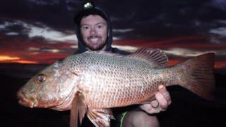 Big NSW Mangrove Jack while chasing Jew on headland.