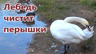 Лебедь чистит перышки