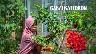 Panen cabai paling pedas | petik sayuran seperti supermarket hidup dan gratis | menu kampung