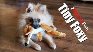 Reynard, the little fox - Pomeranian Puppy is playing with new fav toy