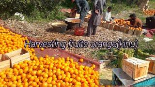 Harvesting organic fruit || citrus fruit( kino) punjab pakistan produced 98% of production