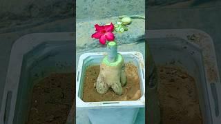 Simple Way To Tablet Grafting On Desert Rose #shorts #short #grafting ##adenium #Tablet #desertrose