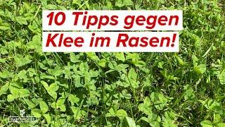 10 Tipps gegen Klee im Rasen | So kannst du Klee bekämpfen & entfernen!