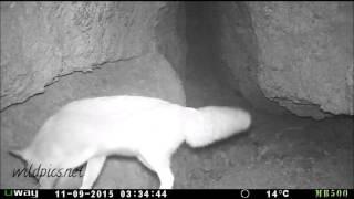 Missour, Morocco Cave #1 - Red fox visits