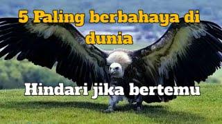 5 burung paling berbahaya di dunia, Hindari jika bertemu