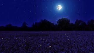 Night Ambience on a Barley Field, Crickets Chirping and Wind Sounds - Summer Full Moon