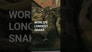 Shorts# Reticulated Python #World's Longest Snake # Mysore Zoo# ytshorts