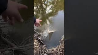 Pescando en las aguas negras #pesca #montajedemoscas #fishing #pescaconmosca #fish #pescamosca