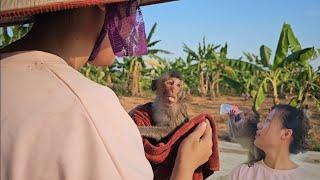 Huong took good care of baby monkey Nahu after many days of separation