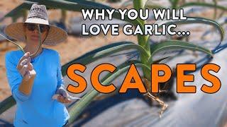 What Are Garlic Scapes, How To Use Them & Why You'll LOVE Them