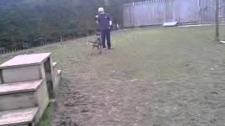 The speed difference between a Staffy and a Lurcher