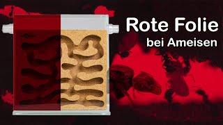 ANTSTORE - Wofür ist die rote Folie bei Ameisen?