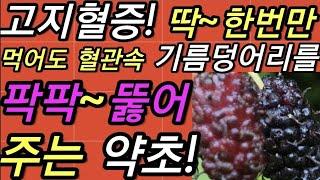 고지혈증!,딱~한번만,먹어도,혈관속,기름덩어리를,팍팍~뚫어,주는,약초!                             뽕나무가지,상지,상조,桑枝,桑條,@WellbeingTV