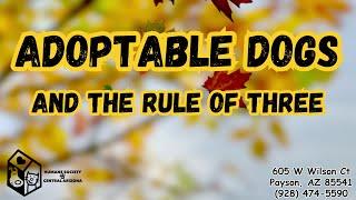 Adoptable Dogs and the Rule of Three