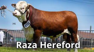 Raza bovina Hereford. El regalo de Dios a los ganaderos.