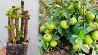 guava plant growing||guava plant growing in telugu #basha garden