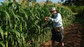 Carolina's Genetic Corn: Part 1 - Pollination