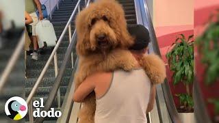 Este perro grande piensa que todavía es un bebé | El Dodo