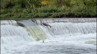 Get to know salmon in the Toronto region