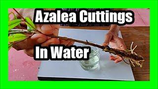 How to Propagate Azaleas From Cuttings in Water: Grow Azalea Cuttings In Water