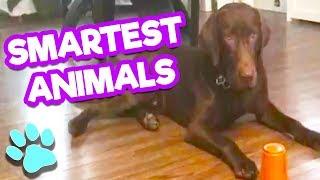 The Life of Pets - The Smartest Animals Compilation 2017 | #thatpetlife