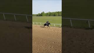 Thoroughbred Galloping on the Track!